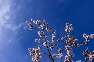 Toplo, uz lokalne pljuskove