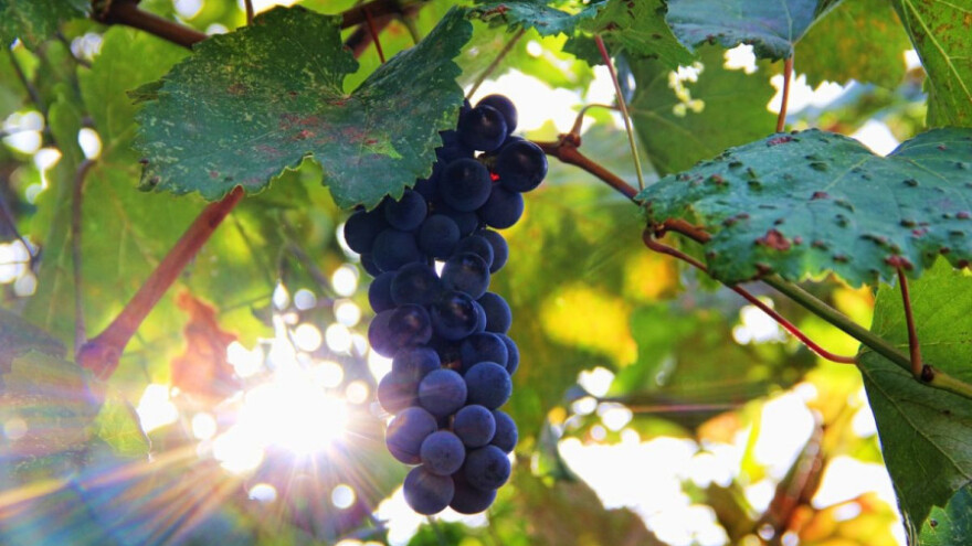 Prema kraju sedmice sve toplije vrijeme