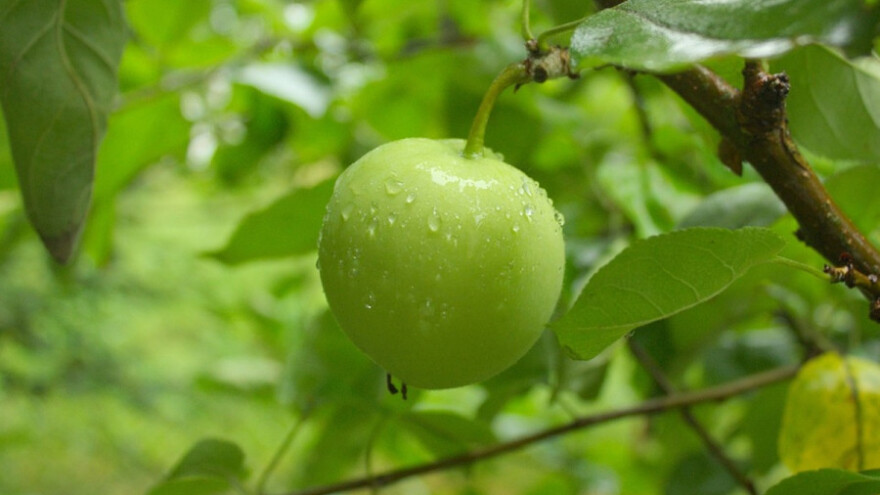 Kišovito vreme do sledeće srede