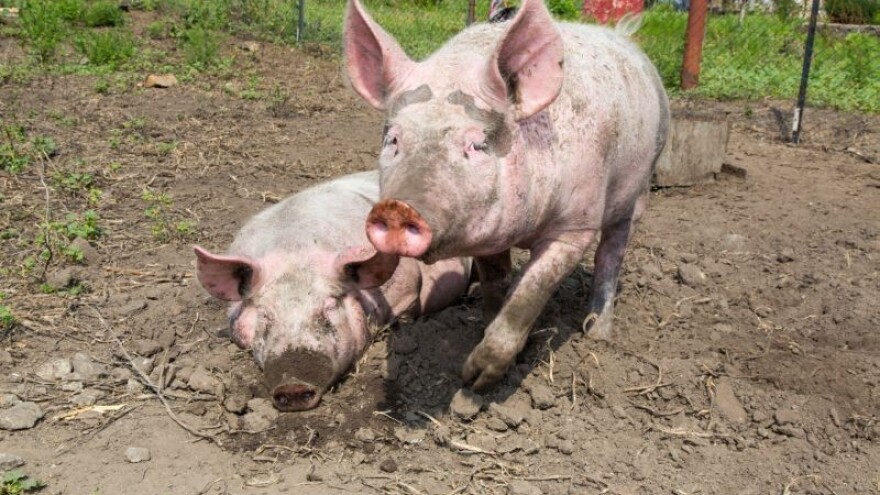 Toplinski val na poljima!