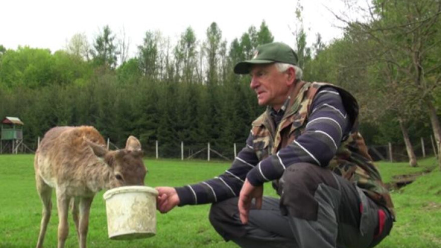 Jeleni lopatari i mufloni kod Branka Bojičića