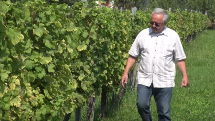 Branko Mihalj: Bez ljubavi nema zlatnog vina