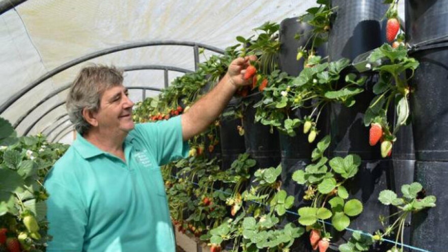 Izgradio reciklirani sustav za uzgoj jagoda