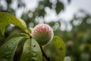 Vremenske prilike pogoduju bolestima koštičavoga voća