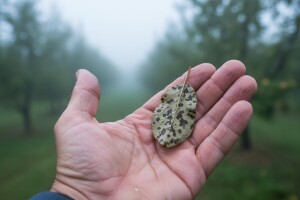 Vremenske prilike pogoduju bolestima voćaka