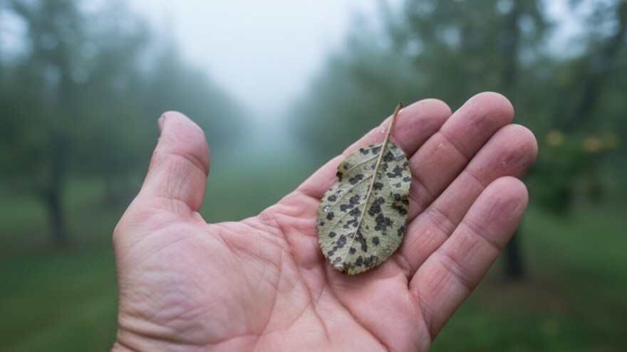 Vremenske prilike pogoduju bolestima voćaka