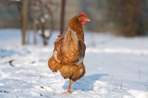 Izgledi za Hrvatsku za 09.01.2015-11.01.2015