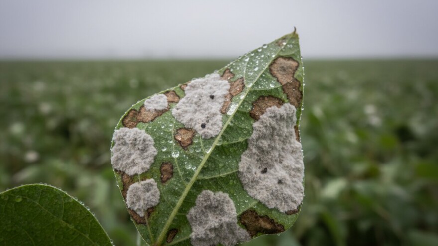 Vremenski uvjeti pogoduju bolestima graha