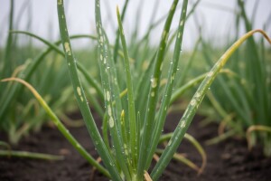 Vremenski uvjeti pogoduju bolestima luka