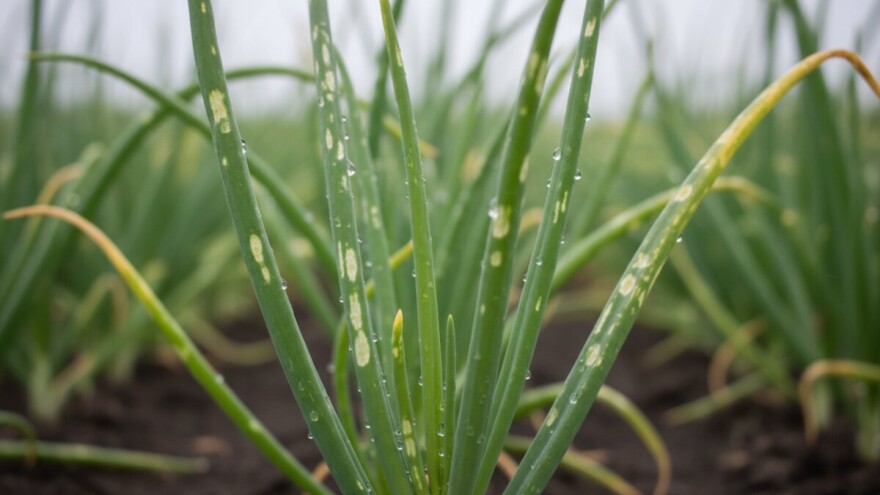 Vremenski uvjeti pogoduju bolestima luka