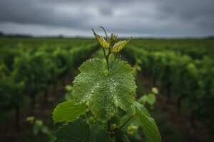 Vremenski uvjeti pogoduju bolestima vinove loze