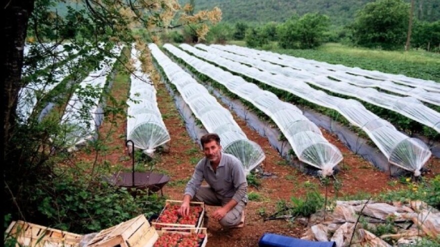 Što se sve prodavalo pod "vrgoračkom jagodom"?
