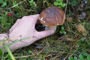 Berba i otkup vrganja započeli, vrhunac sezone u junu