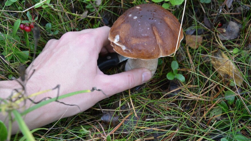 Berba i otkup vrganja započeli, vrhunac sezone u junu