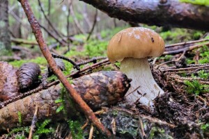 Počela sezona vrganja: Najukusniji su svježi, ali postoji nekoliko načina kako ih sačuvati