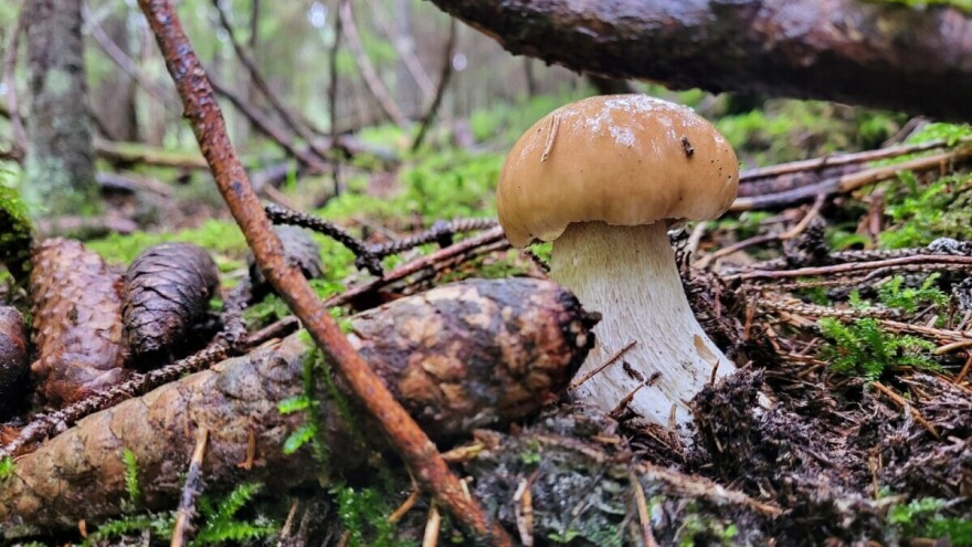 Počela sezona vrganja: Najukusniji su svježi, ali postoji nekoliko načina kako ih sačuvati