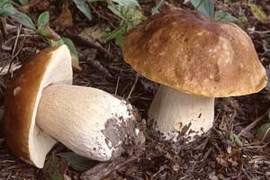 Zakon dopušta berbu 2 kg vrganja dnevno po osobi