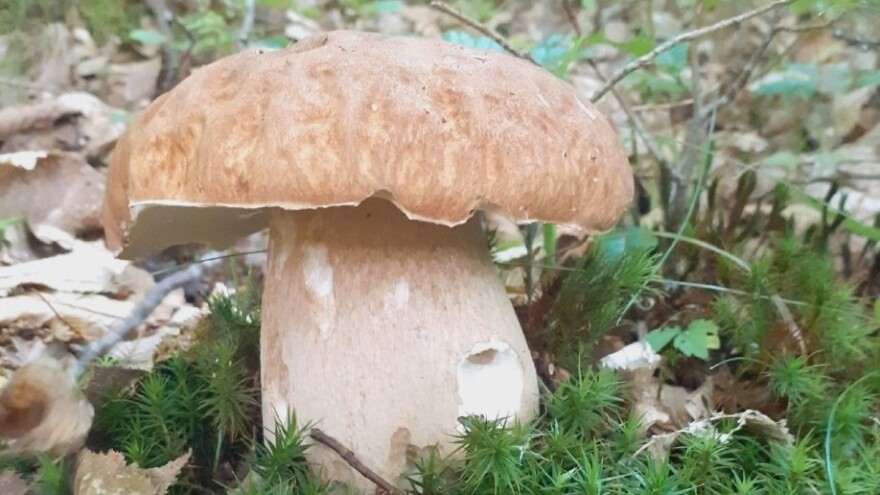 Sezona je vrganja, na šta obratiti pažnju?