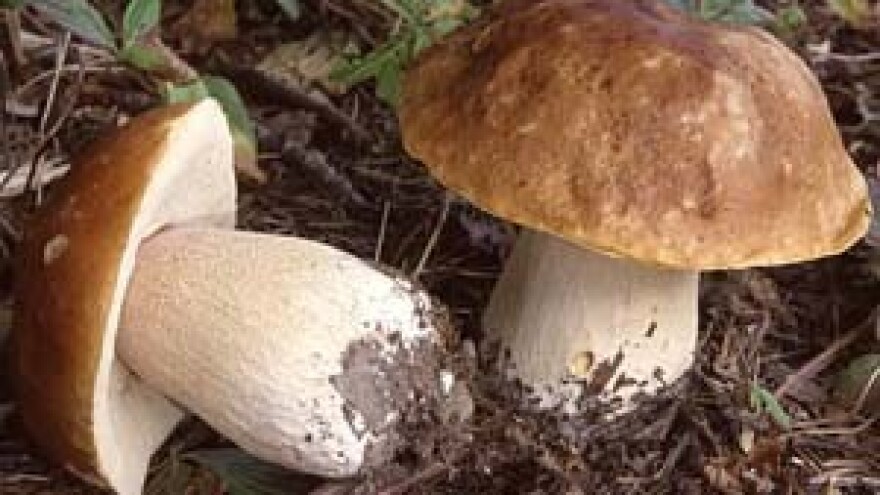 Zakon dopušta berbu 2 kg vrganja dnevno po osobi