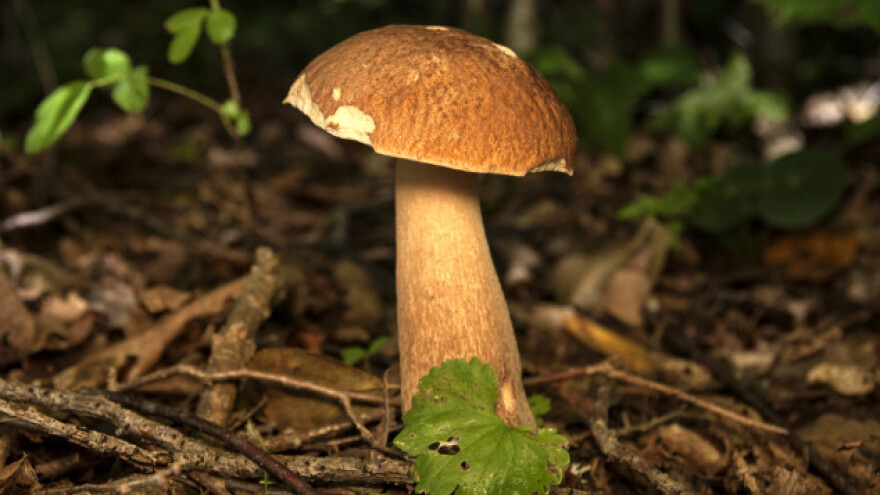 Masovno branje vrganja na Goliji