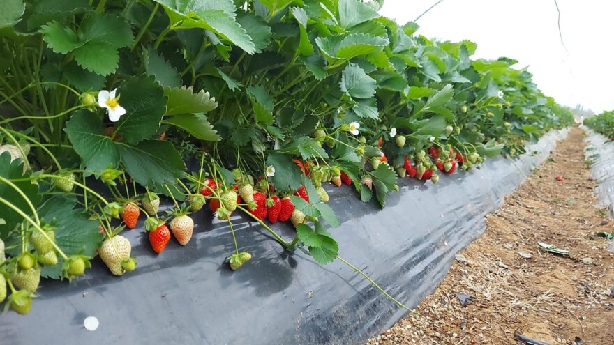 Dan Vrgoračkih jagoda - kušajte premijerno najslađe prve