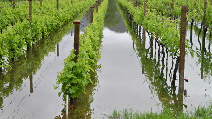 Zbog obilne kiše vinova loza trpi stres, a prijete i bolesti