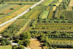 Vrgorac: Poljoprivrednici traže otvaranje novog otkupnog centra
