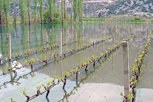Poplavila vrgoračka polja: pod vodom 500.000 trsova