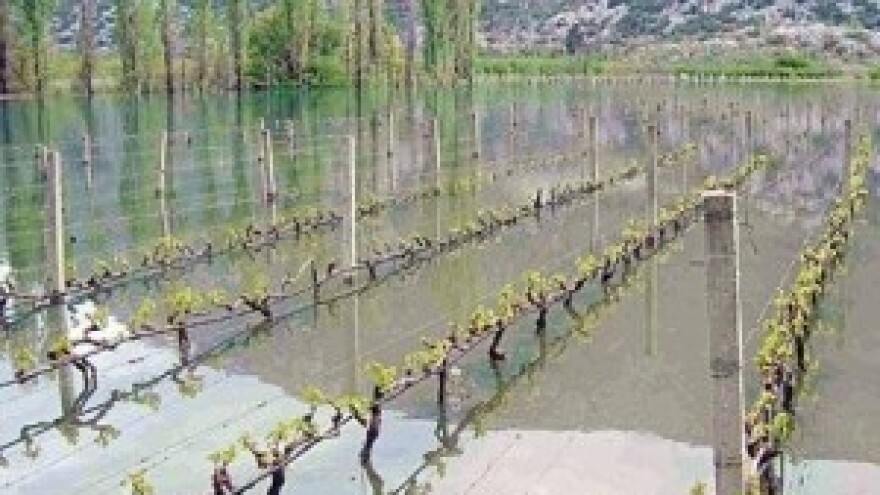 Poplavila vrgoračka polja: pod vodom 500.000 trsova