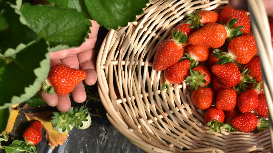 Ne propustite prvi Dan vrgoračkih jagoda!