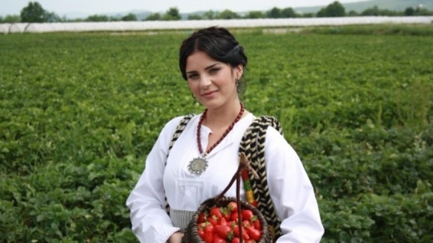 U punom jeku berba vrgoračkih jagoda