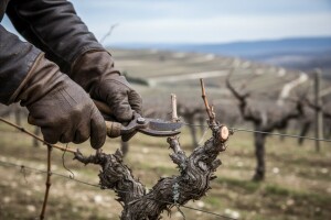 Vrh Hrvatske ekološke proizvodnje