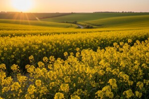 Vrhunska kvaliteta i siguran otkup uljane repice