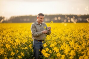Vrhunski rezultati novih KWS hibrida uljane repice!