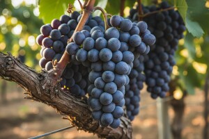 Vrhunski rezultati u zaštiti vinove loze