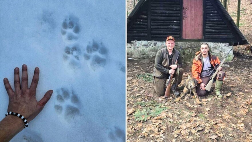 Lovci ustrijelili vuka na Ozrenu - njegova populacija mora biti pod strogim nadzorom