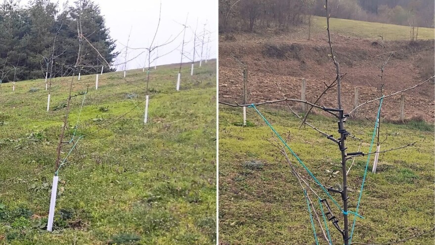 Kako formirati vitko vreteno kod mladih šljiva i što nikako ne raditi?