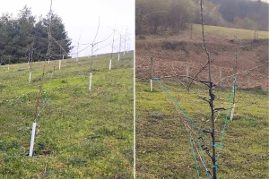 Kako formirati vretenasti žbun kod mladih šljiva i šta nikako ne raditi?