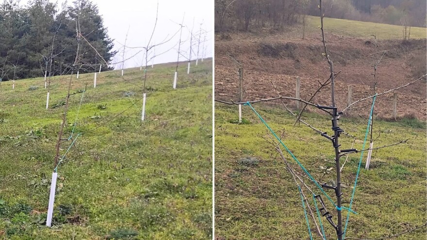 Kako formirati vretenasti žbun kod mladih šljiva i šta nikako ne raditi?