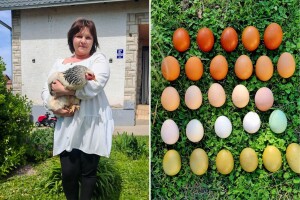 Emina Šomođi neće bojati jaja za Uskrs - njene kokoši nesu ih u raznim bojama