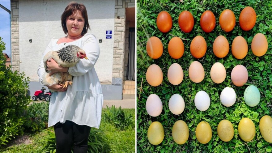Emina Šomođi neće bojati jaja za Uskrs - njene kokoši nesu ih u raznim bojama