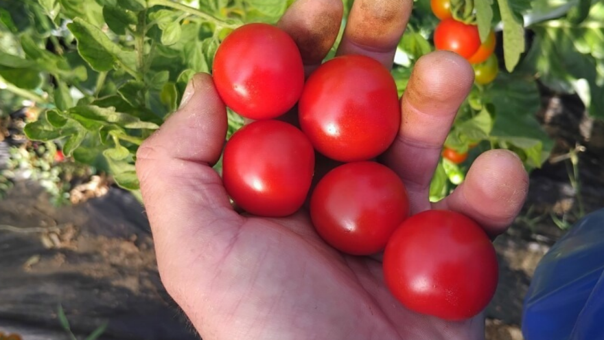 Sakura čeri: Slatki paradajz iz plastenika sa prinosom do pet kilograma po stablu