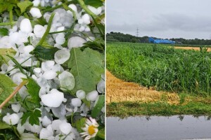 Olujno nevrijeme: Diljem zemlje potučene voćke, povrće, u Međimurju polegao kukuruz