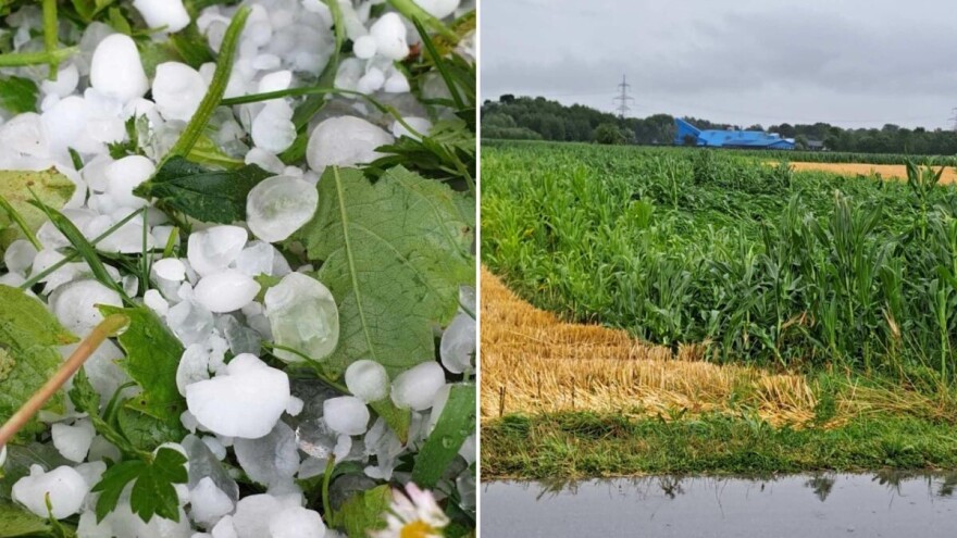 Olujno nevrijeme: Diljem zemlje potučene voćke, povrće, u Međimurju polegao kukuruz