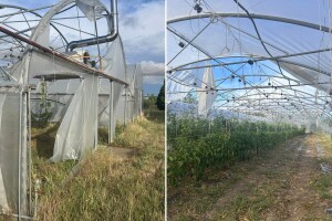 Vladimir Vranješ: Uništeno mi je 1.500 kvadrata plastenika i 700 stabala šljive
