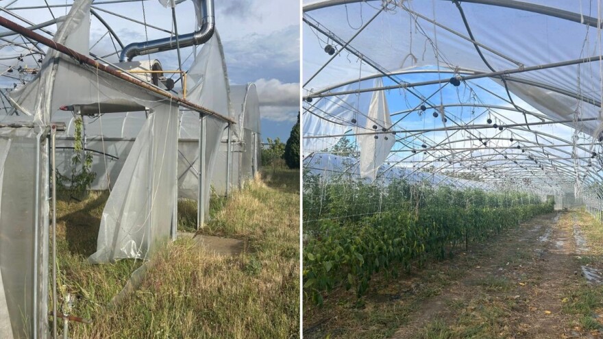 Vladimir Vranješ: Uništeno mi je 1.500 kvadrata plastenika i 700 stabala šljive