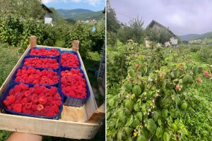 Jednogodišnje maline na rekordnoj cijeni: Kako iskoristiti trenutak i sačuvati kvalitet ploda