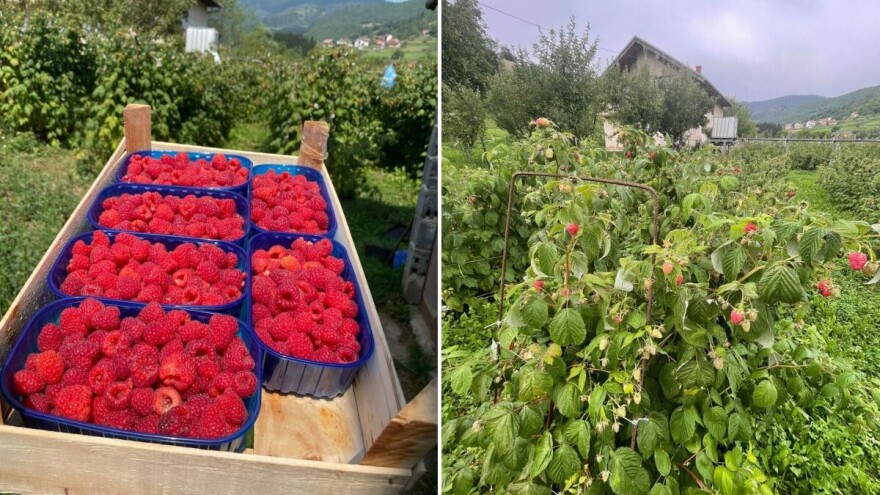 Jednogodišnje maline na rekordnoj cijeni: Kako iskoristiti trenutak i sačuvati kvalitet ploda