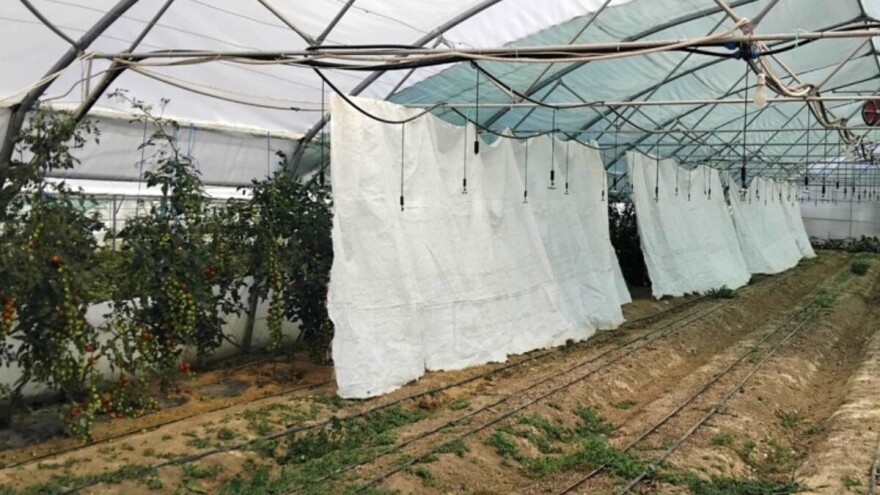 Kako pomoći povrću da se ne pregrije i podnose li cijepljene presadnice bolje vrućine?