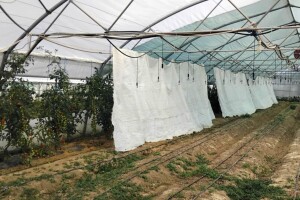 Kako pomoći povrću da se ne pregreje i da li kalemljeni rasad bolje podnosi vrućine?